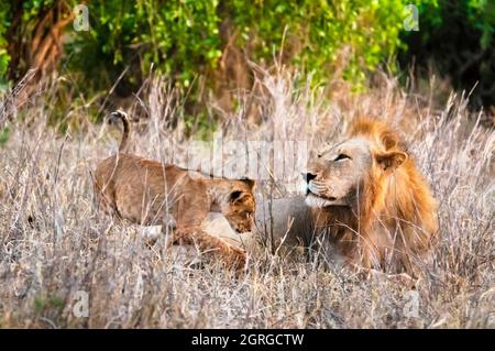 Kenya, Tsavo West National Park, un leone maschile (Panthera leo) nel cespuglio e nel suo cucciolo Foto Stock