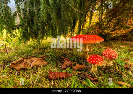 Bel fungo Amanita in un prato in una fitta foresta dei Carpazi Foto Stock