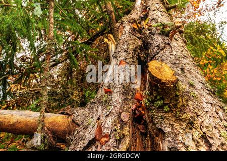 Vecchio ceppo di albero cosparso di foglie cadute nella foresta d'autunno Foto Stock