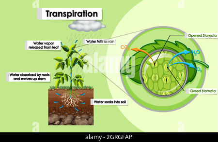Diagramma che mostra la traspirazione in pianta Illustrazione Vettoriale