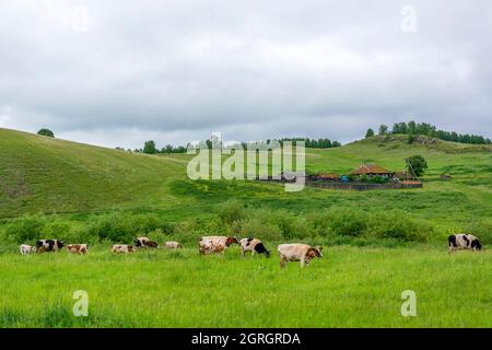 Una mandria di mucche si sgrana su un prato verde in una giornata nuvolosa, Kemerovo regione-Kuzbass Foto Stock