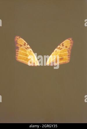 Illustrazione botanica con un aspetto e un'atmosfera vintage Foto Stock