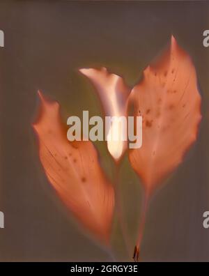 Illustrazione botanica con un aspetto e un'atmosfera vintage Foto Stock