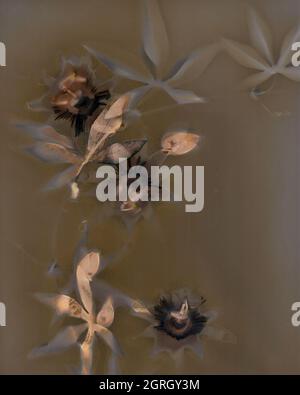 Illustrazione botanica con un aspetto e un'atmosfera vintage Foto Stock
