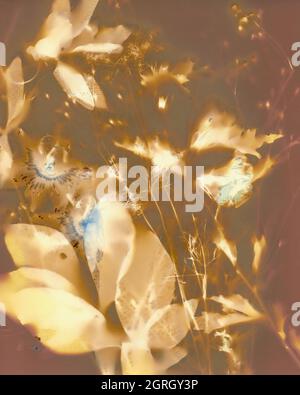 Illustrazione botanica con un aspetto e un'atmosfera vintage Foto Stock