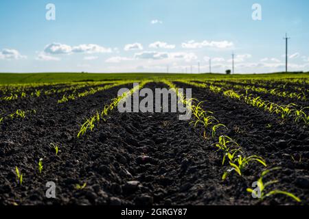 File di germogli di mais che iniziano a crescere. Giovani piantine di mais che crescono in un terreno fertile. Un campo agricolo su cui crescere mais giovane. Rurale Foto Stock