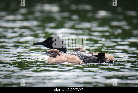 Primo piano di un comune uccello loon e bambini che nuotano su un lago. Foto Stock