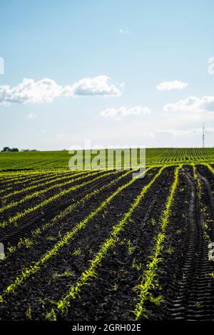 File di germogli di mais che iniziano a crescere. Giovani piantine di mais che crescono in un terreno fertile. Un campo agricolo su cui crescere mais giovane. Rurale Foto Stock