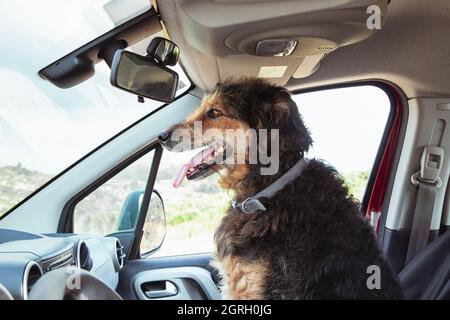 Il cane si siede sul sedile co-pilota del veicolo. Foto Stock