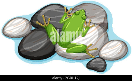Vista dall'alto della rana su una pietra isolata su sfondo bianco Illustrazione Vettoriale