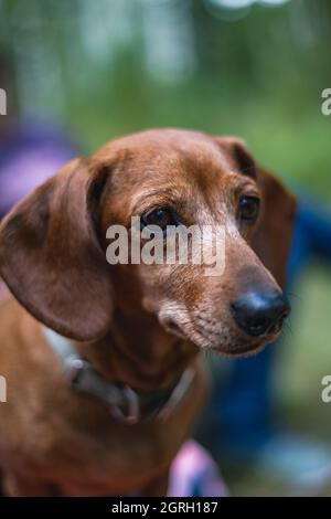 Colpo verticale di un cane adorabile dachshund all'aperto Foto Stock
