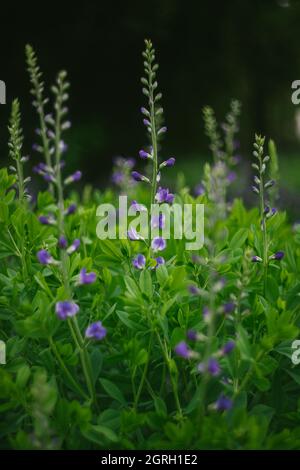 Giardino di campagna con fiori viola lupino in crescita Foto Stock