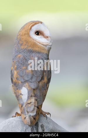 Il barbagianni (Tyto alba) Foto Stock