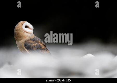 Ritratto d'arte di Barn Owl al tramonto (Titto alba) Foto Stock