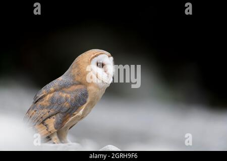 Ritratto d'arte di Barn Owl al tramonto (Titto alba) Foto Stock