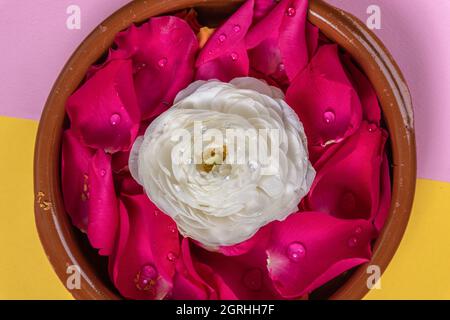 contenitore circolare in ceramica pieno di petali rosa con la testa di un fiore bianco al centro, decorazione floreale di oggetti, natura e bellezza Foto Stock