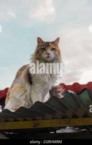 adorabile gatto con un sacco di pelliccia e tre colori, seduto su un tetto di riposo, felino domestico animale domestico Foto Stock