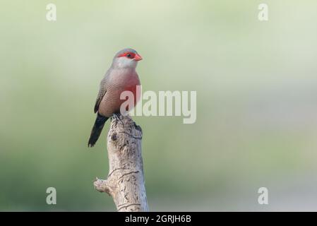 Comune waxbill Estrilda astrild adulto maschio Foto Stock