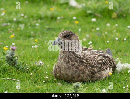 Skua grande  Stercorarius skua, seduta sul campo. Noss NNR Sumburgh Head RSPB Reserve, Shetland Foto Stock