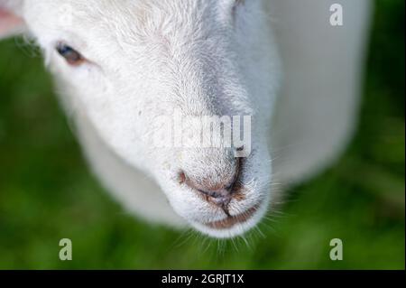 Fuoco sul naso di una pecora giovane Foto Stock