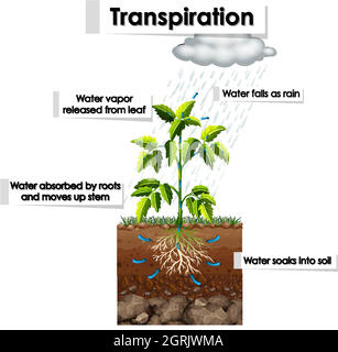 Diagramma che mostra la traspirazione in pianta Illustrazione Vettoriale