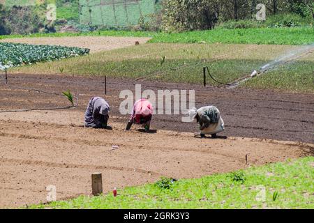 ZUNIL, GUATEMALA - 22 MARZO 2016: La popolazione locale lavora in un campo vegetale vicino al villaggio di Zunil, Guatemala Foto Stock