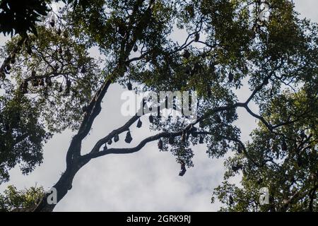 Pipistrelli di frutta volanti nei Giardini Botanici reali vicino a Kandy, Sri Lanka Foto Stock