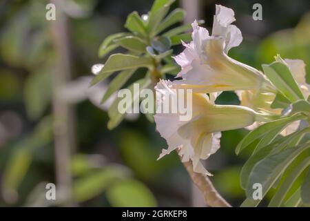 Due fiori di Adenium bianco avorio su sfondo a foglia Foto Stock