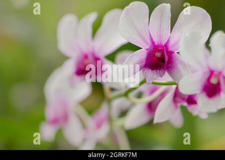 Un rametto di un'orchidea del tipo dendrobium nobile, con fiori e foglie sullo sfondo Foto Stock