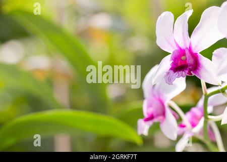 Un rametto di un'orchidea del tipo dendrobium nobile, con fiori e foglie sullo sfondo Foto Stock