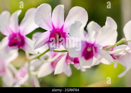 Un rametto di un'orchidea del tipo dendrobium nobile, con fiori e foglie sullo sfondo Foto Stock