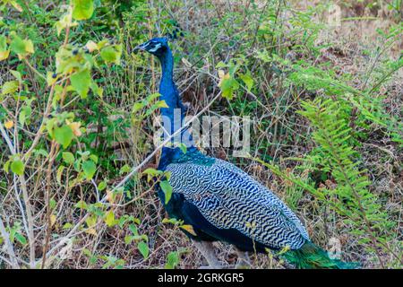 Peafowl nel Parco Nazionale di Uda Walawe, Sri Lanka Foto Stock