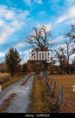 Strada sterrata con alberi antichi in autunno. Foto Stock