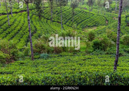 Giardini del tè in montagna vicino Haputale, Sri Lanka Foto Stock