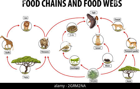 Poster didattico della biologia per le reti alimentari e diagramma delle catene alimentari Illustrazione Vettoriale