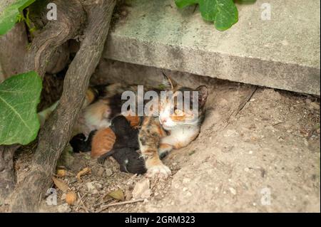 Gatto che mangia i suoi gattini, la madre gatto e gattini, gattini newboen, gatti che succhiano latte . Foto Stock