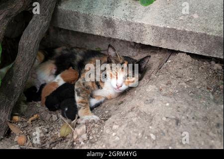 Gatto che mangia i suoi gattini, la madre gatto e gattini, gattini newboen, gatti che succhiano latte . Foto Stock