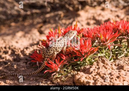 Un Lizard leopardo dal naso lungo, Gambaria wislizenii, nel deserto dello Utah, USA. È seduto su un comune Paintbrush, Castilleja cromosa. Foto Stock