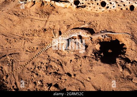 Una Lizard leopardo dal naso lungo, Gambaria wislizenii, con un Lizard fiammato in bocca. Questa lucertola predica su insetti e lucertole piccole, come t Foto Stock