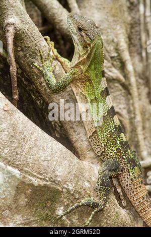 Un giovane Iguana dalla coda nera, Ctenosaura similis, basando su un log nel Parco Nazionale Manuel Antonio in Costa Rica. Man mano che invecchiano, bec Foto Stock