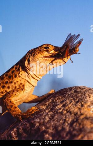 Un lizzone leopardo dal naso lungo, Gambaria wislizenii, con una cavalletta nello Utah. Questa lucertola predica insetti e lucertole. Foto Stock