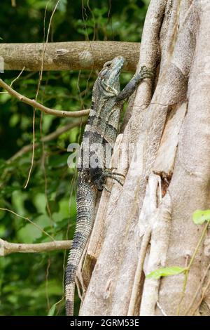 Una femmina Iguana dalla coda nera, Ctenosaura similis, su un tronco d'albero nel Parco Nazionale Manuel Antonio in Costa Rica. Foto Stock