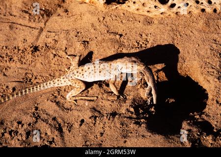 Una Lizard leopardo dal naso lungo, Gambaria wislizenii, con un Lizard fiammato in bocca. Questa lucertola predica su insetti e lucertole piccole, come t Foto Stock