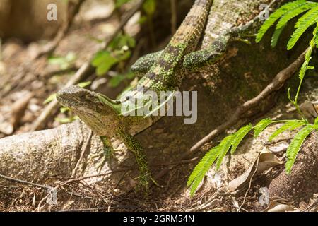 Un giovane Iguana dalla coda nera, Ctenosaura similis, basando su un log nel Parco Nazionale Manuel Antonio in Costa Rica. Man mano che invecchiano, bec Foto Stock