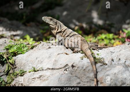 Una grande femmina Iguana o Iguana nera dalla coda spinosa, Ctenosaura similis, nelle rocce vicino alle rovine della città maya di Chichen Itza in Yucatan, Mex Foto Stock