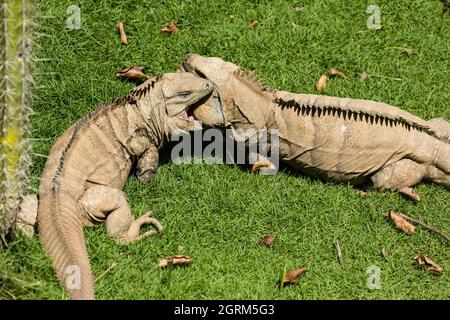 Due grandi adulti maschi Ricord's Rock Iguanas esibiscono un comportamento territoriale aggressivo nello Zoo Nazionale della Repubblica Dominicana. Un finale critico Foto Stock
