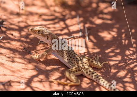 Un lizzone leopardo dal naso lungo, Gambaria wislizenii, nel deserto della Glen Canyon National Recreation Area nello Utah. Questa lucertola predica su insetti e. Foto Stock