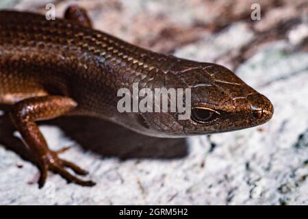 Il curioso Skink, Carlia ailanpalai, è originario della Papua Nuova Guinea, ma è stato introdotto su Guam negli anni '60. Foto Stock