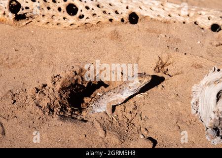 Un Lizard leopardo dal naso lungo, Gambaria wislizenii, nel deserto dello Utah, USA. Questa lucertola predica insetti e lucertole. Foto Stock