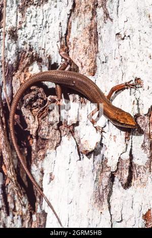 Il curioso Skink, Carlia ailanpalai, è originario della Papua Nuova Guinea, ma è stato introdotto su Guam negli anni '60. Foto Stock